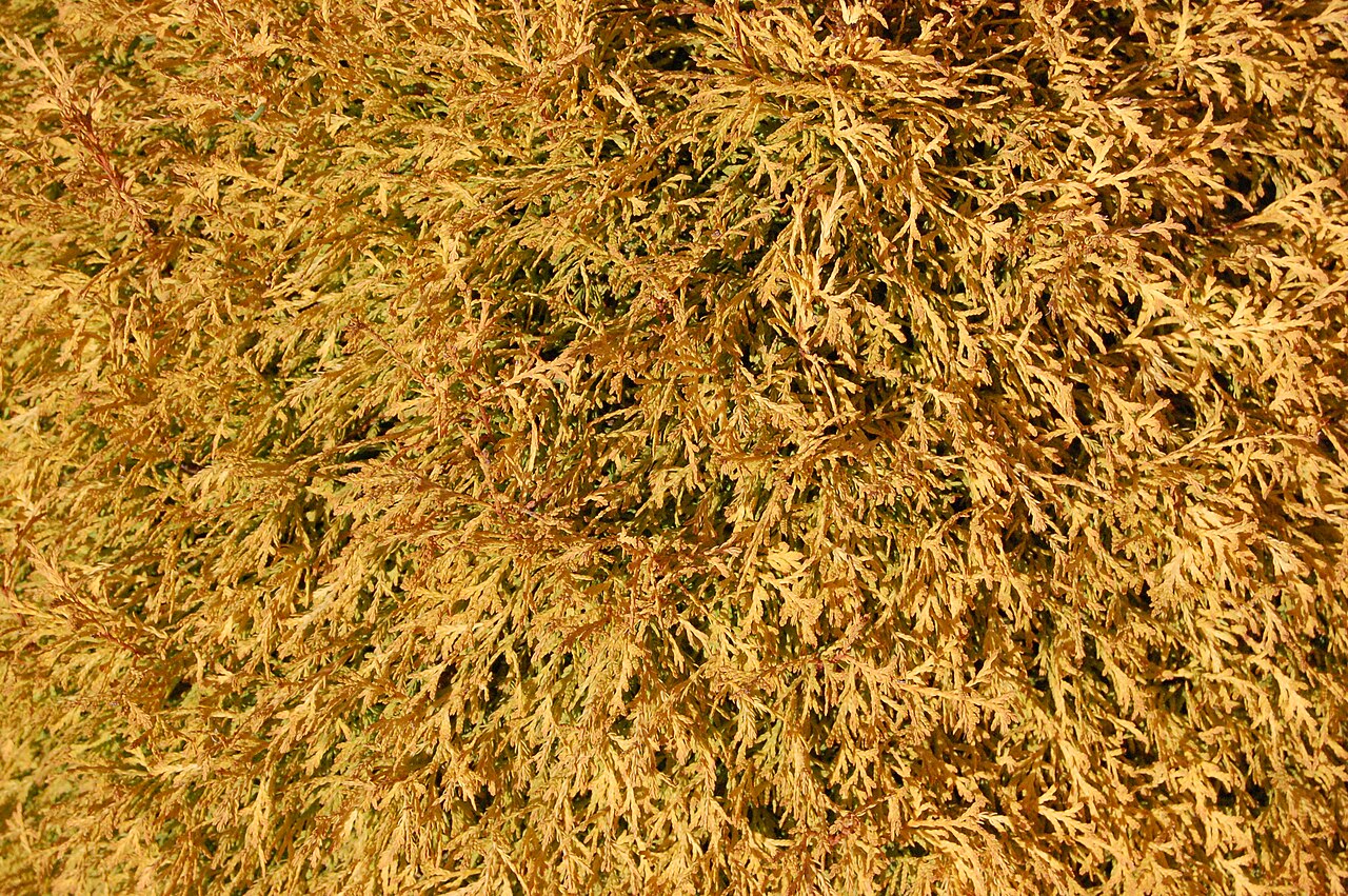 Thuja occidentalis Rheingold arborvitae with golden-bronze autumn foliage