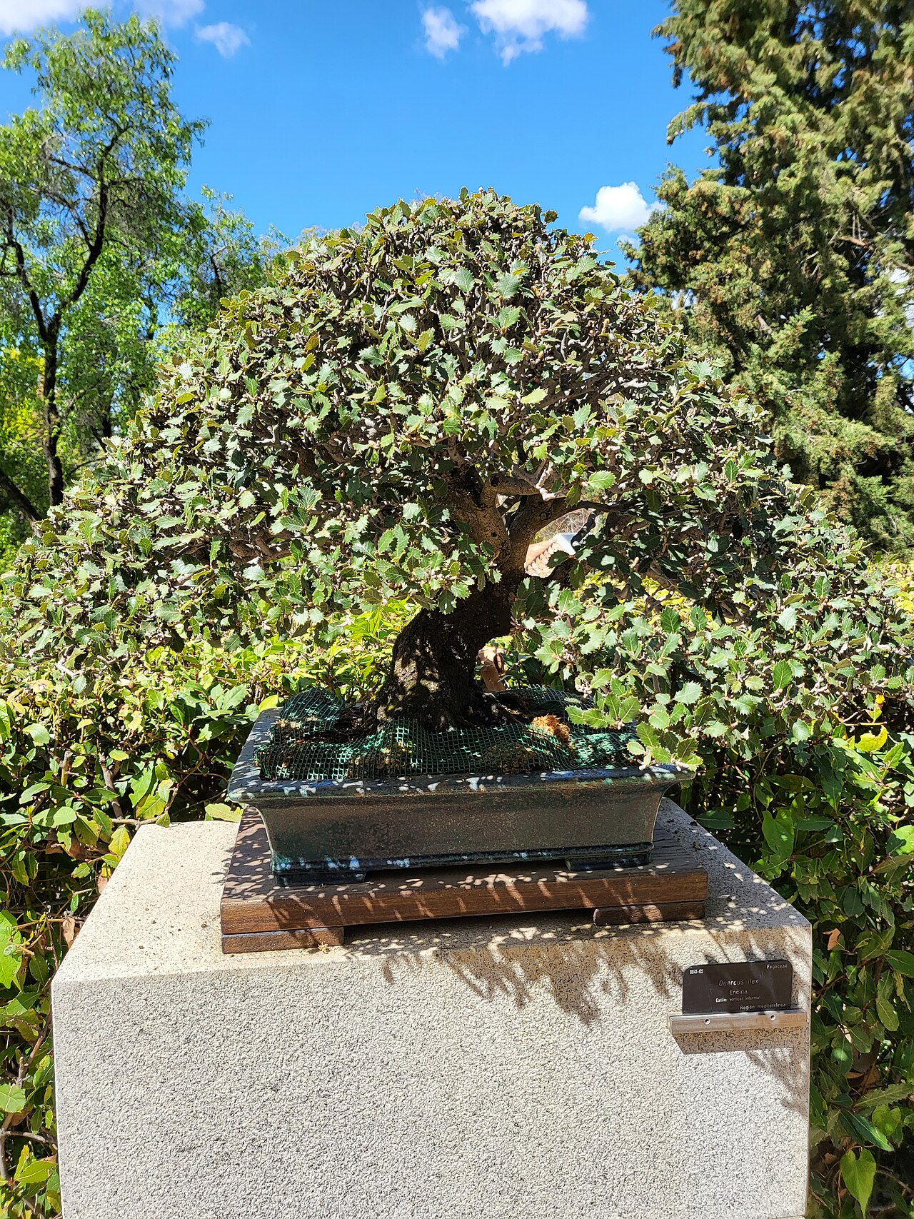Quercus oak bonsai specimen with mature character trunk in display pot